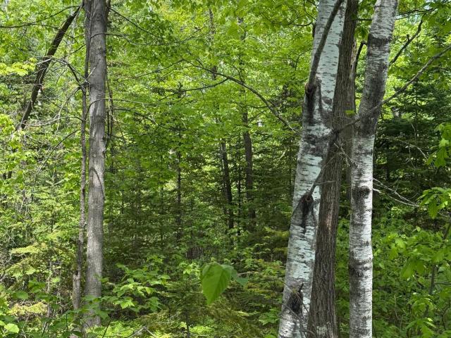 Land for sale in Minnesota