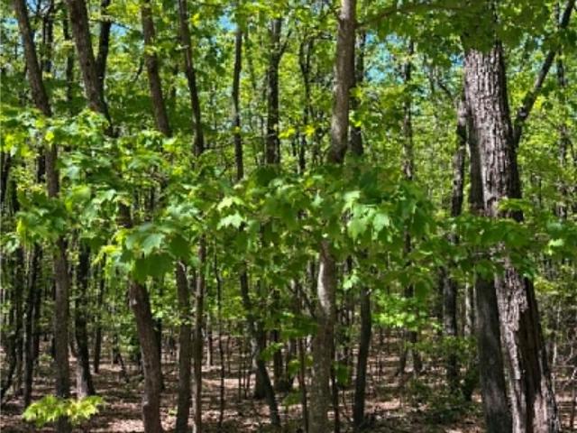 Land for sale in Dobson, North Carolina