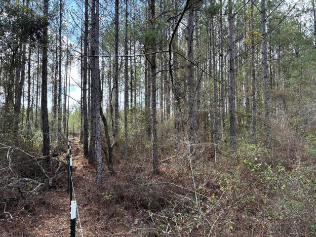 Land for sale in Cottageville, South Carolina