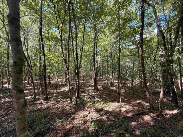 Land for sale in Alexander, Pulaski County