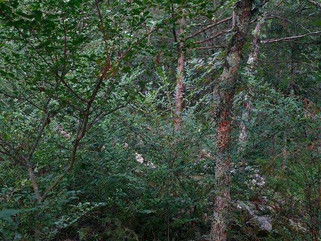 Land for sale in Ark