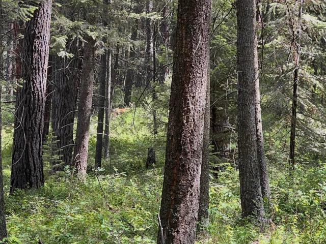 Property for sale in Idaho