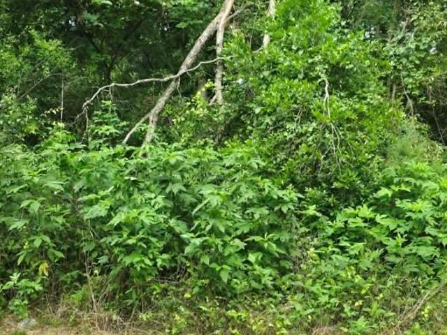 Land for sale in Morris, Texas