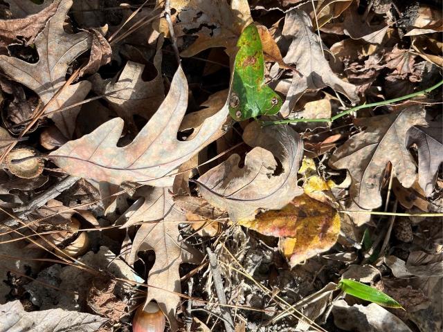 Land for sale in Smith, Texas