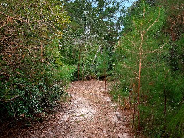 Land for sale in Walker, Texas