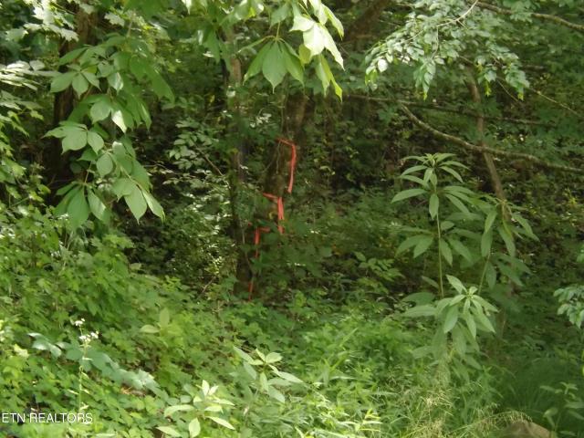 Land for sale in Tennessee