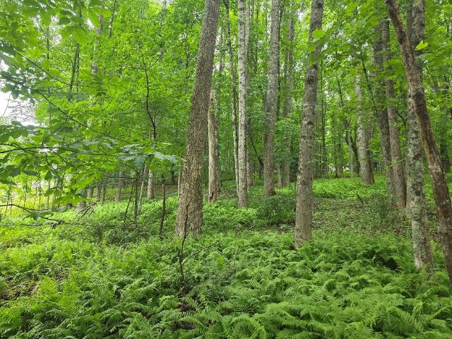 Land for sale in Virginia
