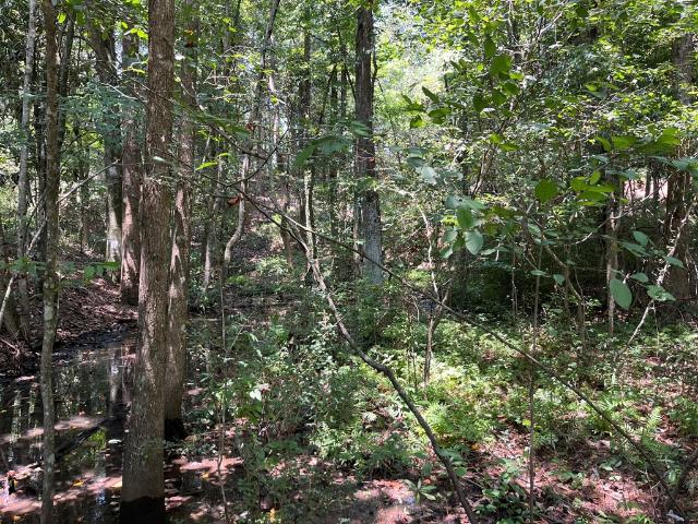 Land for sale in Dale, Alabama