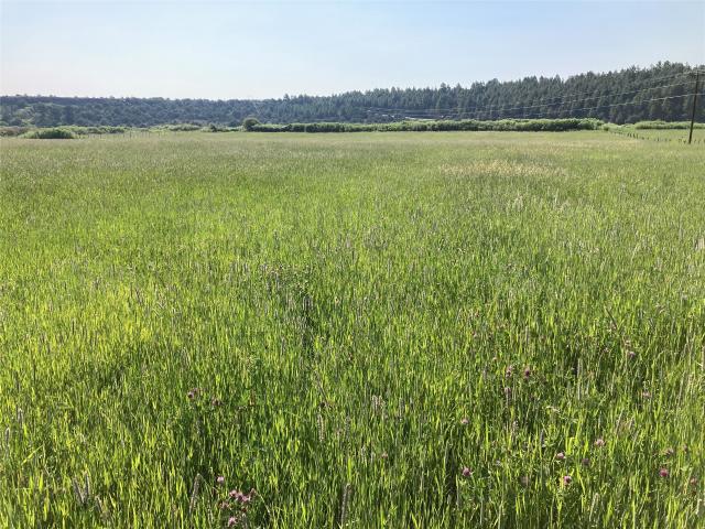 Land for sale in Los Ojos, New Mexico