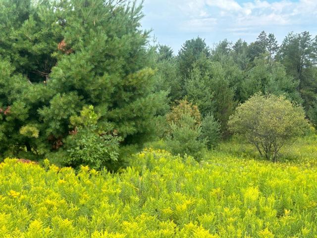 Land for sale in La Prairie, Minnesota
