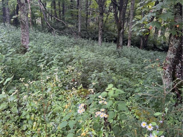 Land for sale in Avery, North Carolina