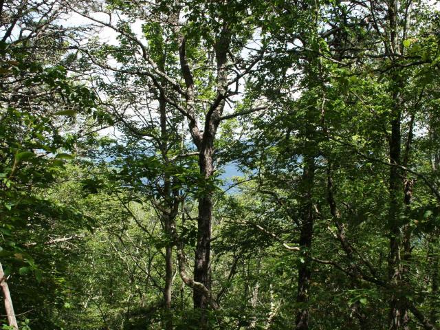 Land for sale in Virginia