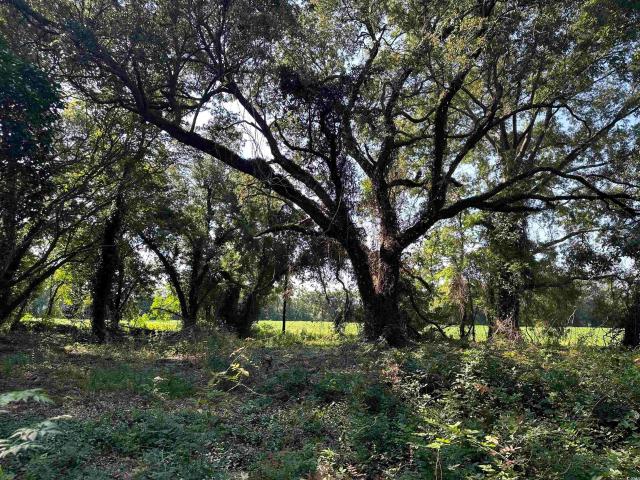 Land for sale in Kingstree, South Carolina