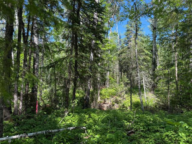 Land for sale in International Falls, Minnesota