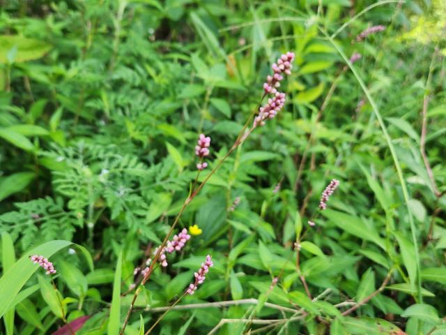 Land for sale in Ark
