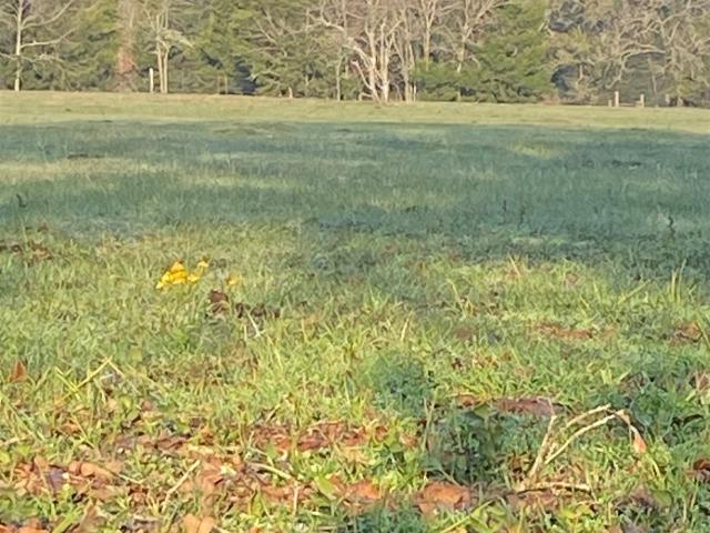 Land for sale in Madisonville, Madison County