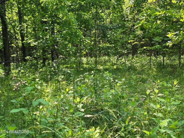 Land for sale in Thorn Hill, Tennessee