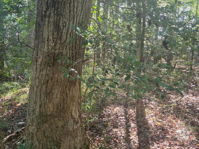 Land for sale in Vass, Moore County
