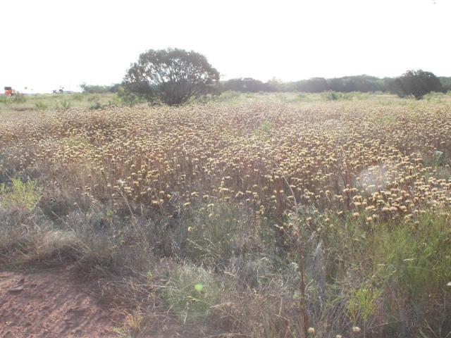 Land for sale in Taylor, Texas