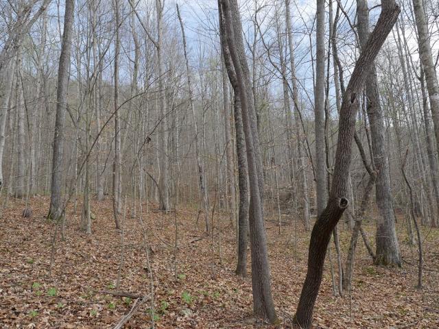 Land for sale in Virginia