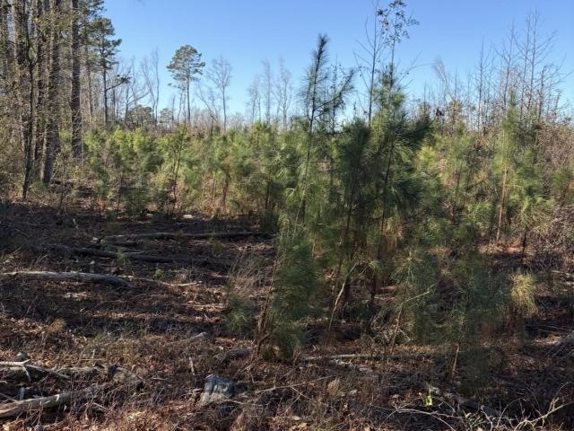 Land for sale in Mullins, South Carolina