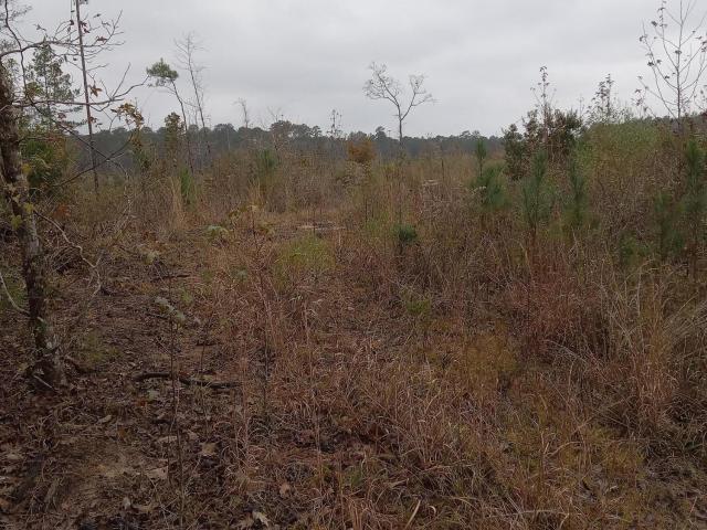Land for sale in Crosby, Mississippi
