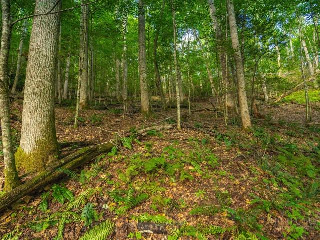Land for sale in Watauga, North Carolina