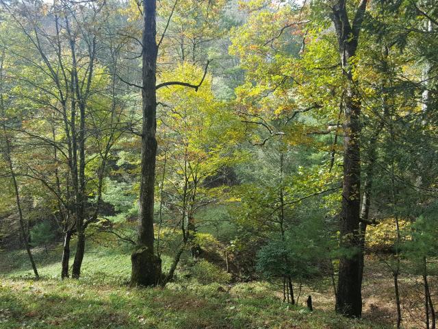 Land for sale in Laurel Bloomery, East Tennessee