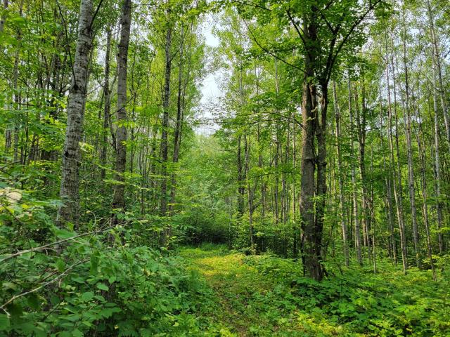 Land for sale in Carlton, Minnesota