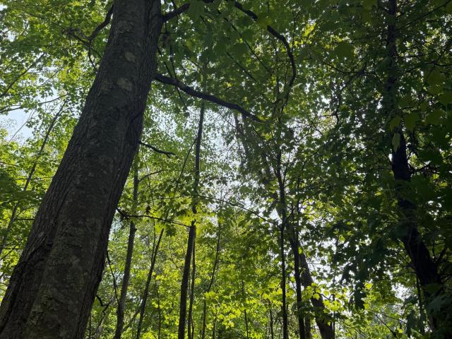 Land for sale in Minnesota