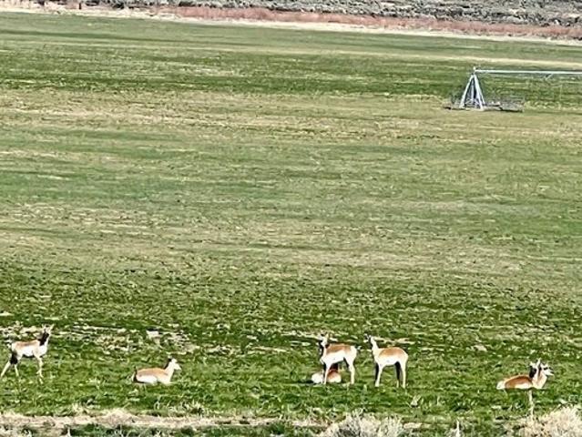 Land for sale in Nevada
