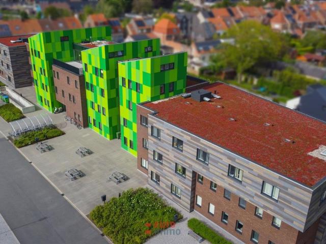 Kot vente à Brugge, West-Vlaanderen