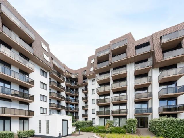 Kot vente à Coxyde, West-Vlaanderen