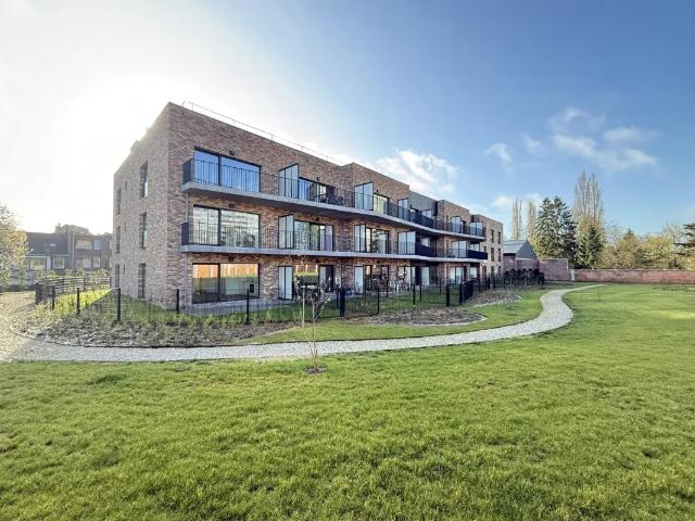 Kot vente à Berchem, Bruxelles