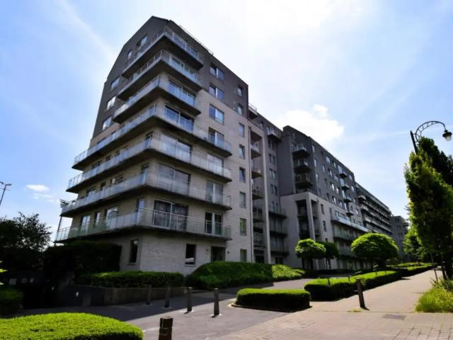 Kot vente à Molem, Bruxelles