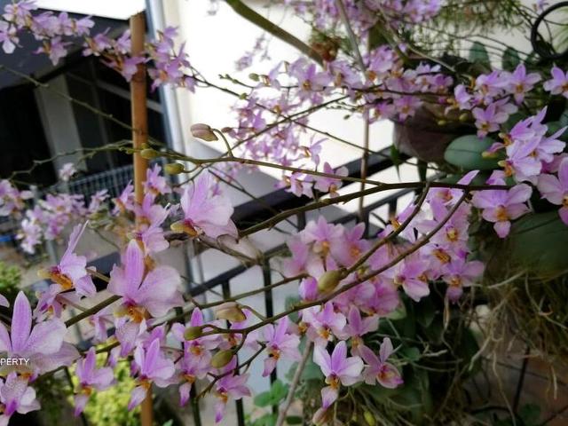 Condominium for rent in Thomson