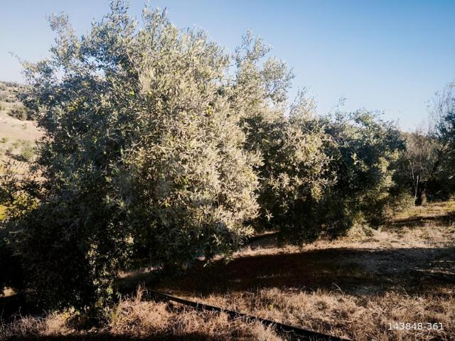 Karadiken, Tarsus içerisinde satılık mülk