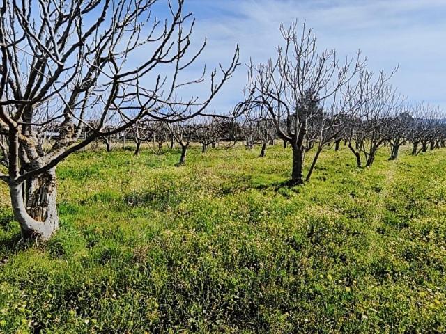 Torbali, İzmir içerisinde satılık Arsa
