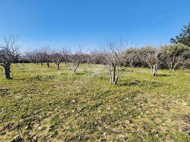 Torbali, İzmir içerisinde satılık Arsa