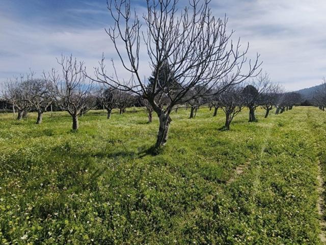 Torbali, İzmir içerisinde satılık Arsa