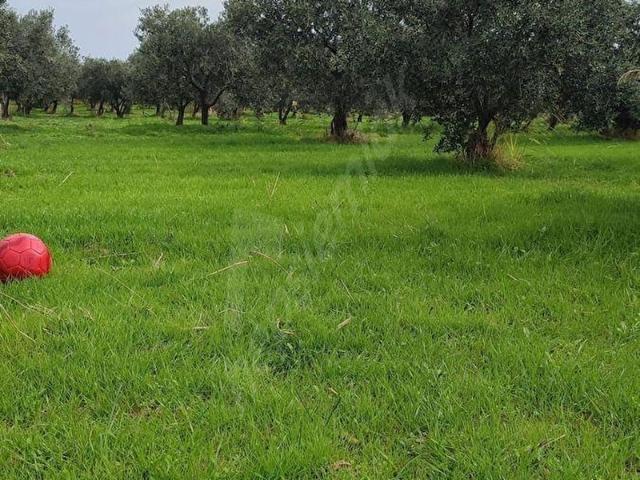 Şarköy, Tekirdağ içerisinde satılık Arsa
