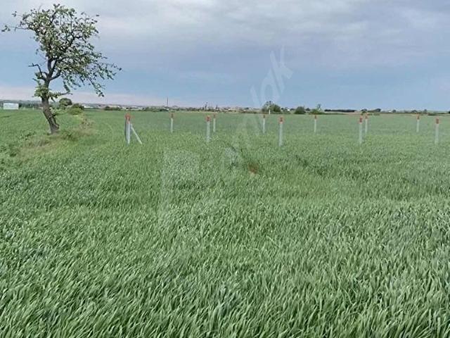 Saray, Tekirdağ içerisinde satılık Arsa
