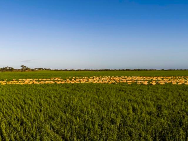 Property for sale in Telopea Downs, Victoria