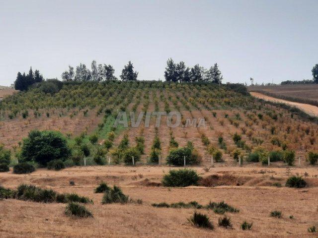 Propriété vente à Salé