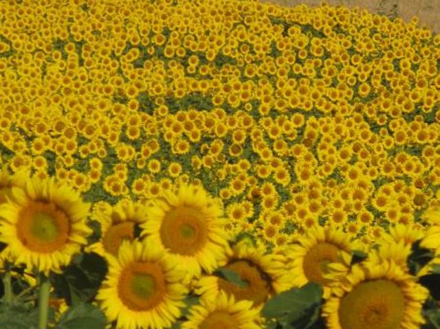 Teren pentru Construcții vânzări în Slatina, Olt