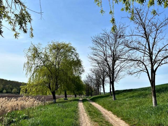 Apartament închirieri în Cetariu, Bihor