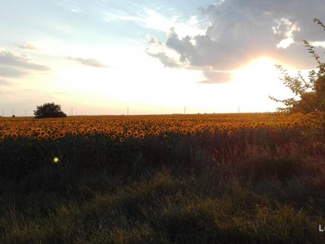 Teren vânzări în Romani, București