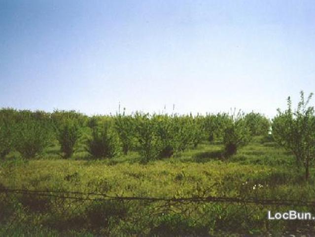 Teren vânzări în Romani