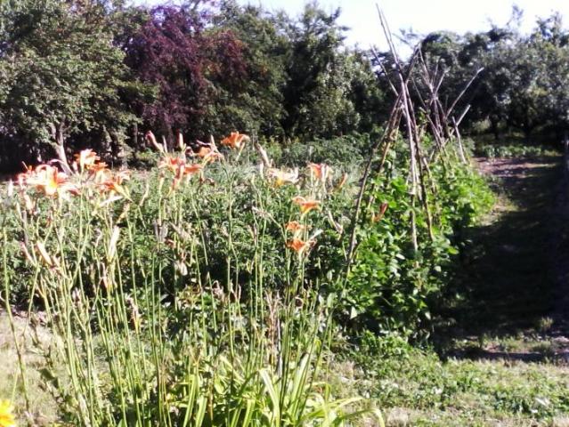 Teren vânzări în Motru, Gorj
