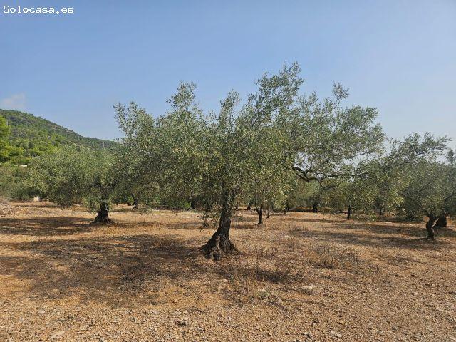 Local Comercial en venta en Alcanar, Tarragona